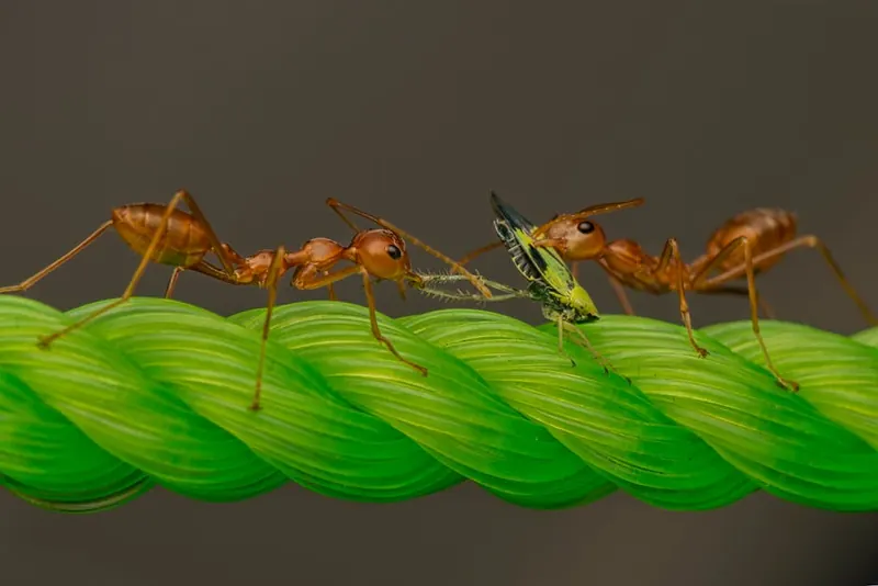 Two ants working together to capture prey on a vibrant green rope in a natural setting.
