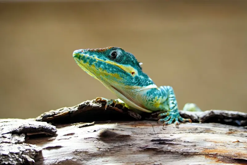 Close-up of a vibrant green lizard perched on a tree branch, showcasing its textured skin and alert gaze.